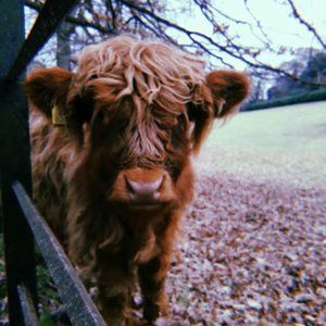 Meet your Posher, Alexa